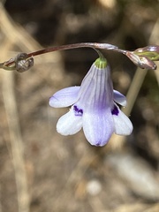 Conanthera trimaculata