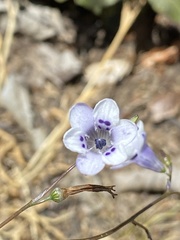 Conanthera trimaculata