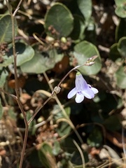 Conanthera trimaculata