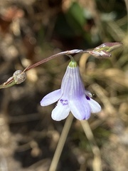 Conanthera trimaculata