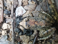 Leptodactylus petersii