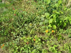 Lantana camara