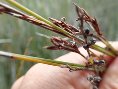 Machaerina juncea