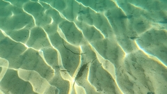 Platycephalidae
