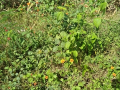 Lantana camara