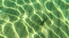 Platycephalidae