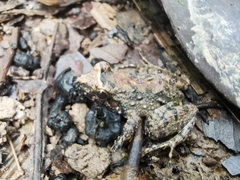 Leptodactylus petersii