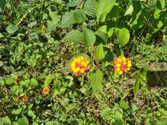 Lantana camara