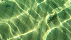 Platycephalidae