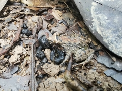 Leptodactylus petersii