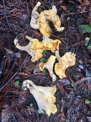 Cantharellus formosus