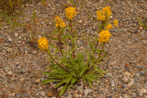 Rocky Mountain goldenrod (Solidago multiradiata)