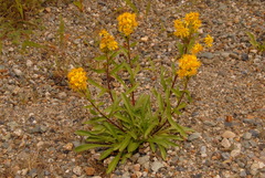 Solidago multiradiata multiradiata