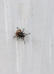 Sinopla perpunctatus