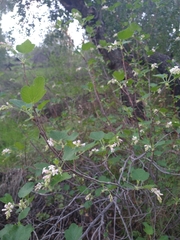 Ribes malvaceum