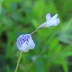 Vicia tetrasperma