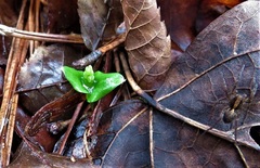 Neottia bifolia