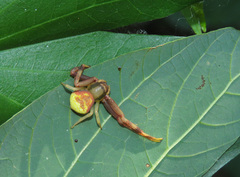 Runcinioides litteratus