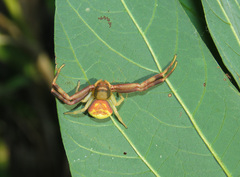 Runcinioides litteratus