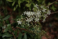 Bursaria spinosa spinosa