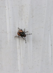 Sinopla perpunctatus