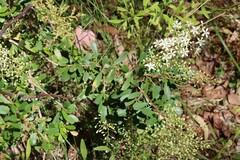 Bursaria spinosa spinosa