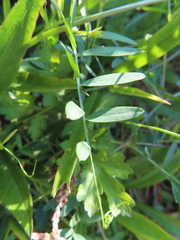 Vicia tetrasperma