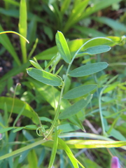 Vicia tetrasperma