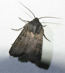 Euxoa velleripennis
