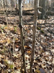 Kalopanax septemlobus