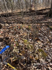 Kalopanax septemlobus