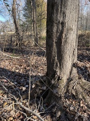 Kalopanax septemlobus