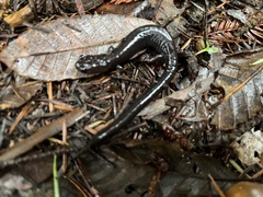 Plethodon elongatus