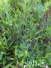 Vicia tetrasperma
