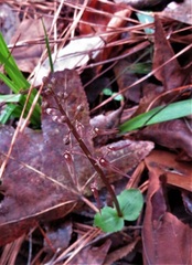 Neottia bifolia