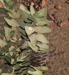 Gomphocarpus cancellatus