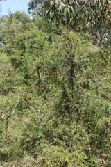 Kunzea leptospermoides