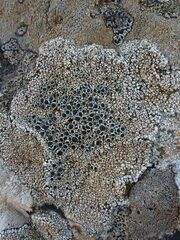 Lecanora gangaleoides