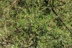 Kunzea leptospermoides