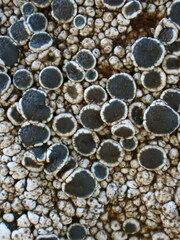 Lecanora gangaleoides