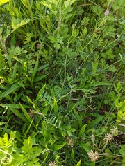 Vicia tetrasperma