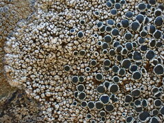 Lecanora gangaleoides