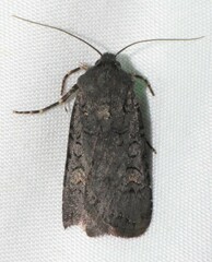 Euxoa velleripennis