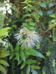 Metrosideros colensoi