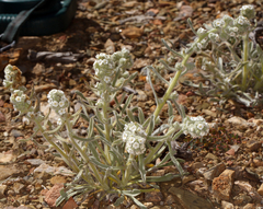 Oreocarya hoffmannii