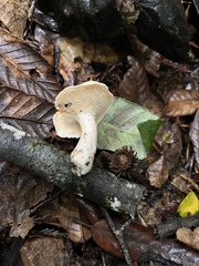 Hydnum oregonense