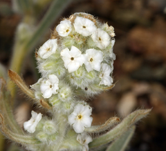 Oreocarya hoffmannii
