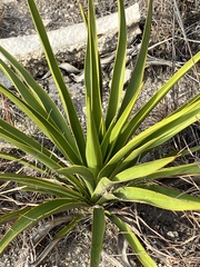 Yucca rupicola