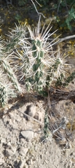 Cylindropuntia echinocarpa