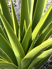 Yucca rupicola